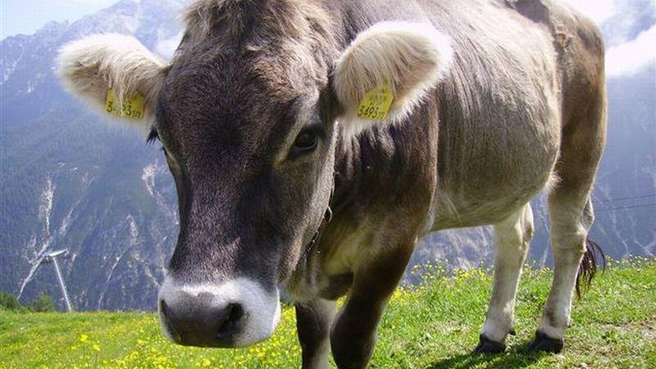 Roasnhof Kuh Roasnhof Kuh